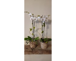 One Doble stems orkid size,  inches height and  inches wide.