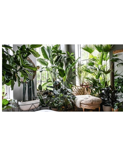 Interior Plant Design Consultations Gift in Orinda CA - Misaghi Design  Orinda Florist