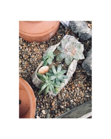 Succulent Sensations In Guilford Ct Guilford White House Florist