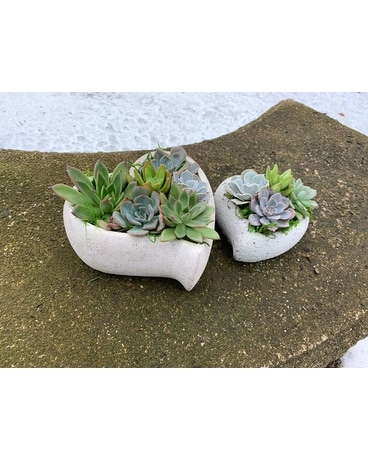 Our Love Grows Dish Garden Plant