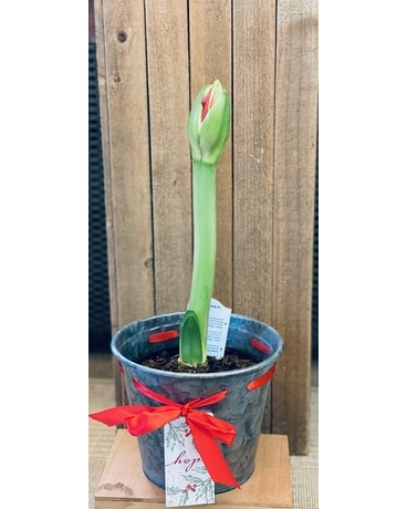 Amaryllis Plant