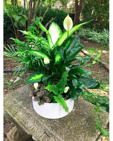 The White House Dish Garden Plant