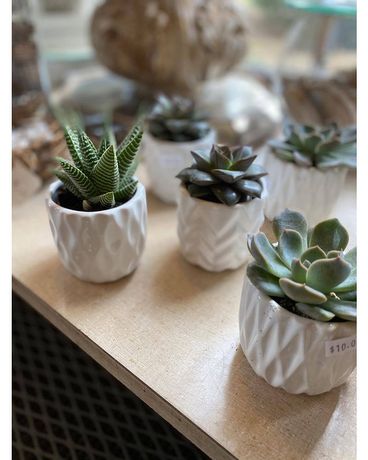 Sweetest Succulents Plant