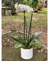 Deluxe size,  inches height and  inches wide.