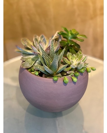 echeveria garden Plant