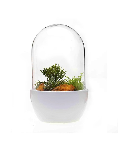 can you separate dracaena marginata Small size Dracaena Marginata - Air Purifying Houseplant for Your Home