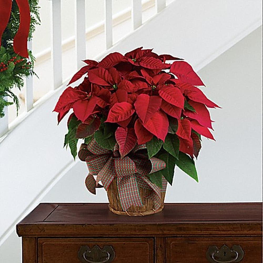 Big red christmas deals flower