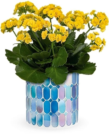 Teleflora's Sunny Kalanchoe Flower Arrangement