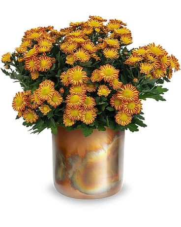 Teleflora's Autumnal Chrysanthemum Flower Arrangement