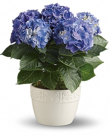 Happy Hydrangea - Blue Flower Arrangement