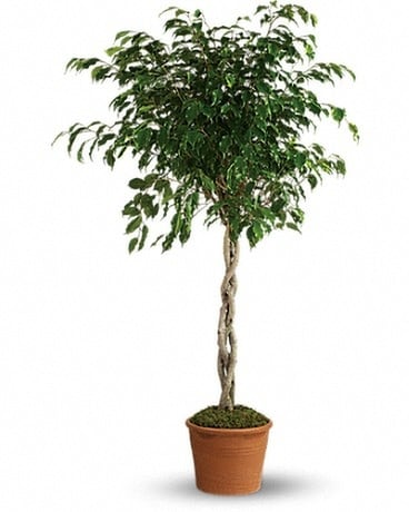 Towering Ficus Plant
