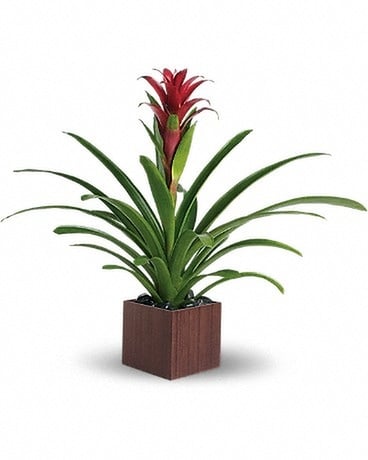 Bromeliad Beauty Plant