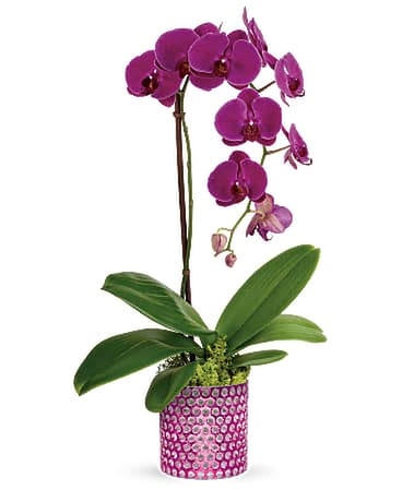 Teleflora's Dazzling Orchid Plant