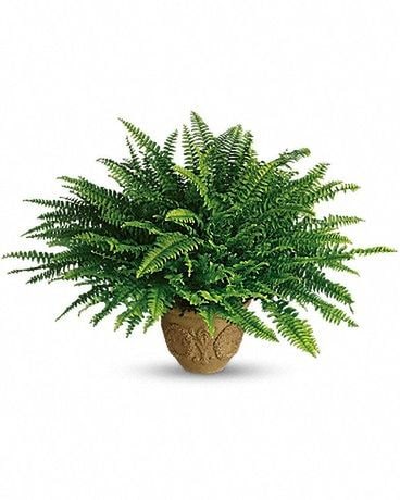 Teleflora's Heartwarming Thoughts Boston Fern Plant