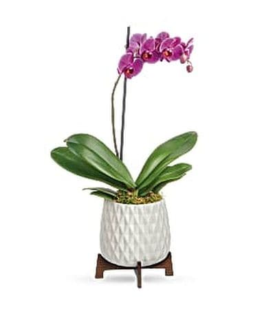 Teleflora's Architectural Orchid Plant Flower Arrangement