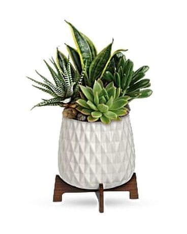 Teleflora's Modern Mood Succulent Garden Plant