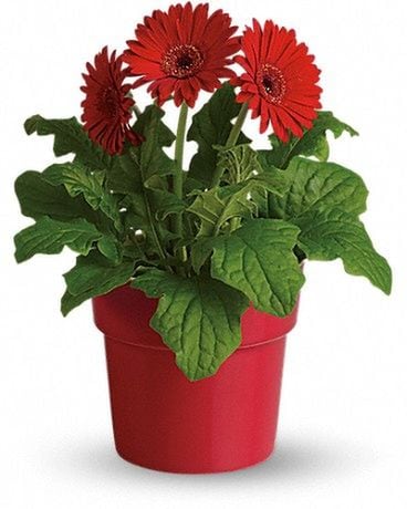 Rainbow Rays Potted Gerbera - Red Plant
