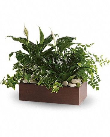 Quiet Expressions Plant