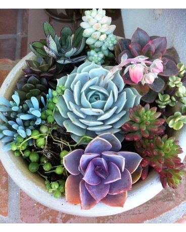 Eastern Succulents by David Alexander Flower Arrangement