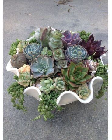 Succulent in its shell by David Alexander Flower Arrangement