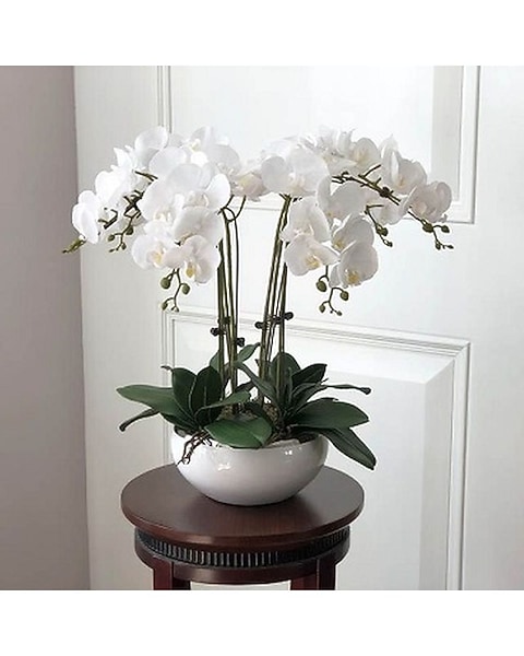 gnat control for indoor plants Safer's Sticky Sticks