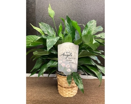 Angel Lilies Sympathy Arrangement