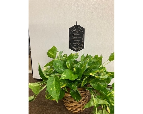 Pothos with Angel Arms Sympathy Arrangement