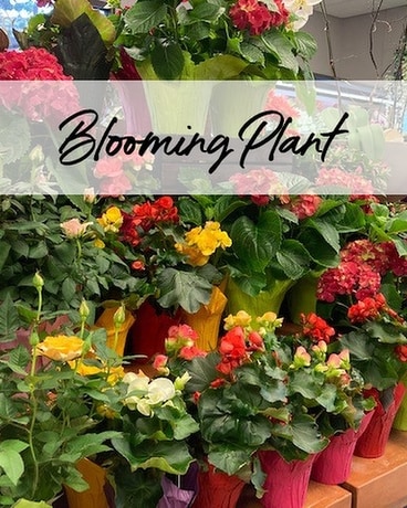 Blooming Plant Flower Arrangement