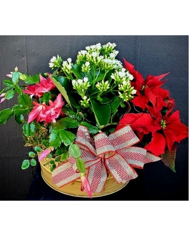 Nature's Garden - Holiday Plant