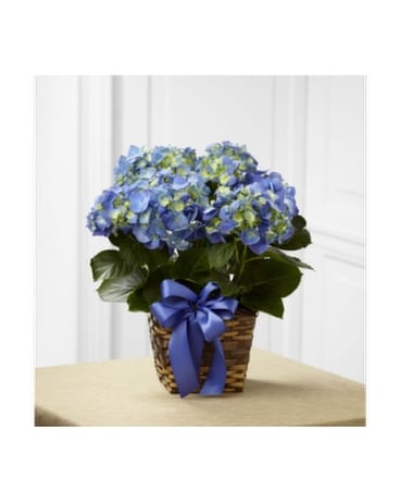 Hydrangea in a basket Plant