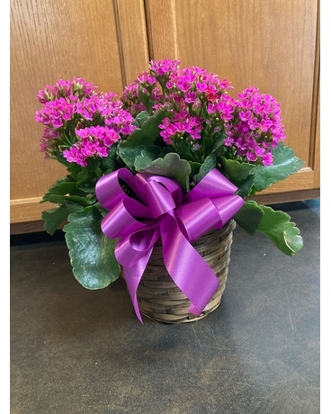 Kalanchoe in Basket Plant