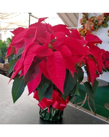 Red Poinsettia Dish Garden Plant