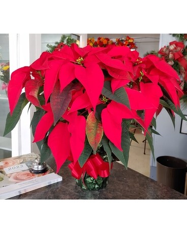 Red Poinsettia Dish Garden Plant