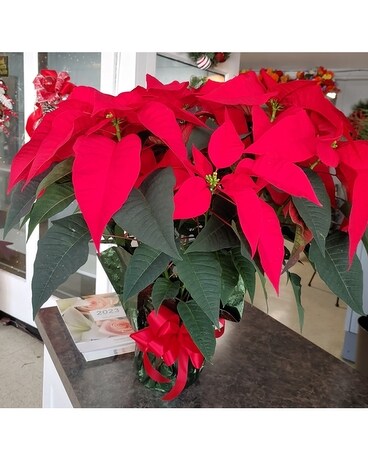 Red Poinsettia Dish Garden Plant