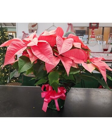 Pink Poinsettia Plant