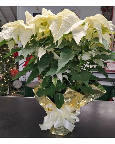 White Poinsettia Flower Arrangement