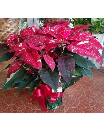 Red Glitter Poinsettia Flower Arrangement