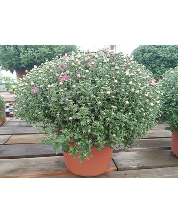 PATIO MUM PLANT Custom product