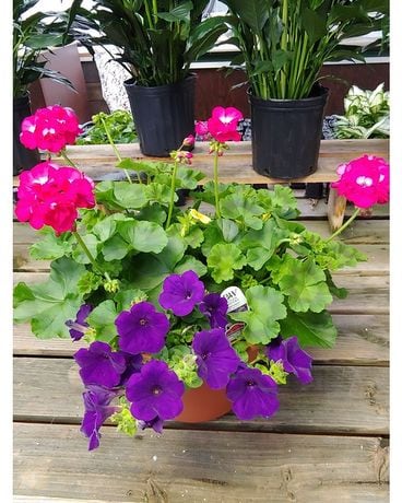 Patio Pot Plant