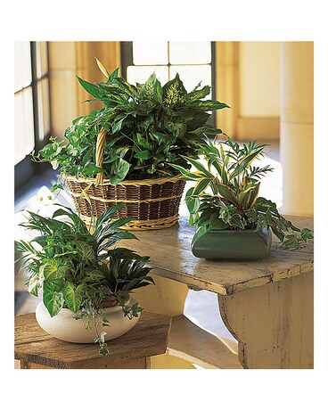 Dish Garden Plant