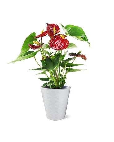 Antherium Plant