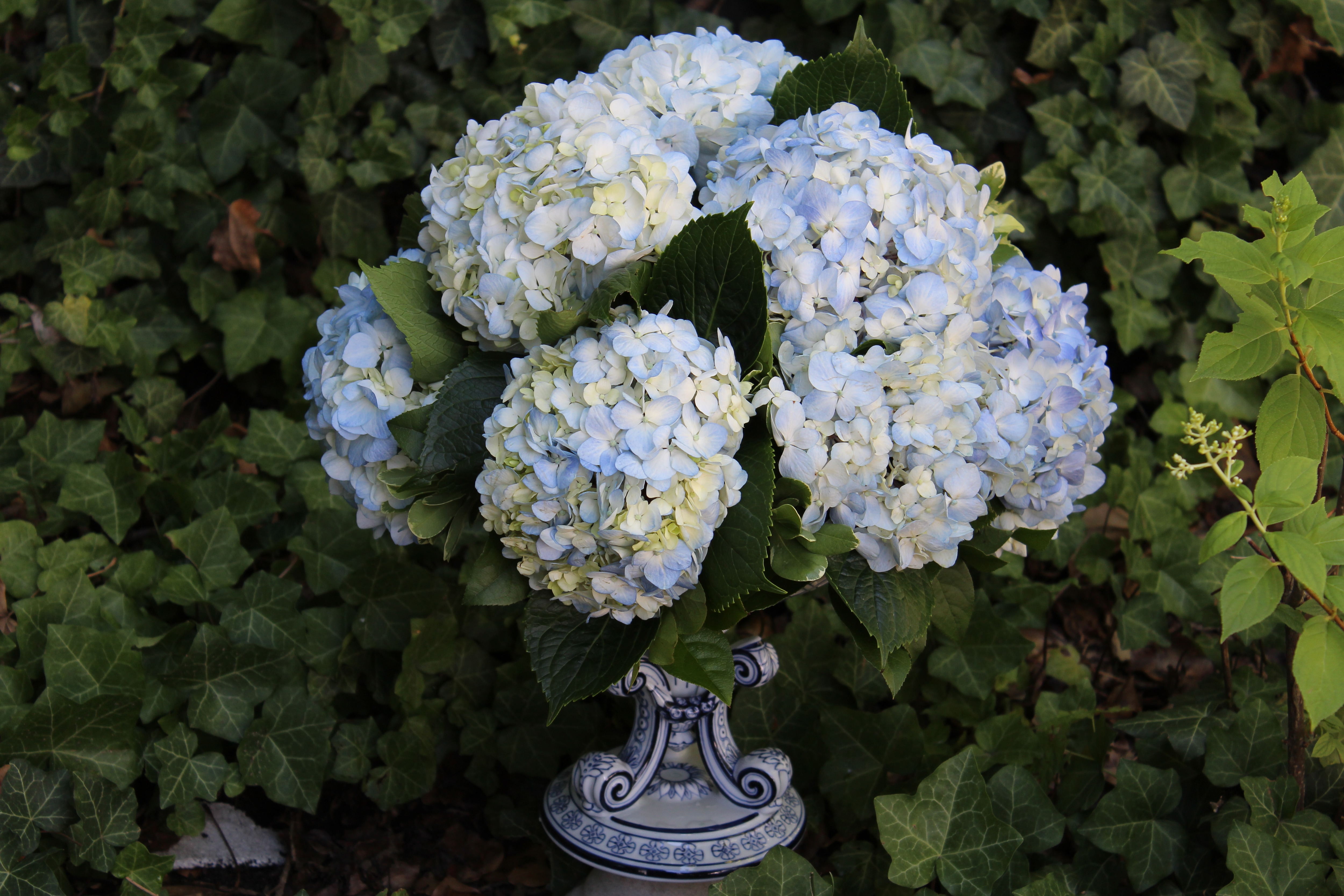 Blue hydrangea on ivy background