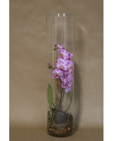 Orchid Under Glass Plant