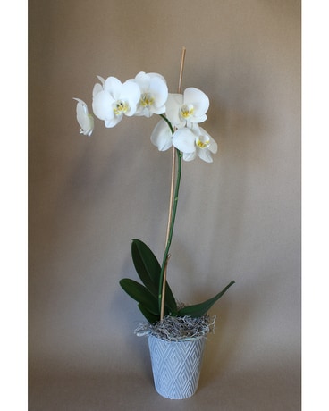 Single Stemmed Orchid Plant Plant