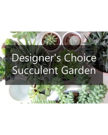 Designer's Choice Succulent Garden Plant