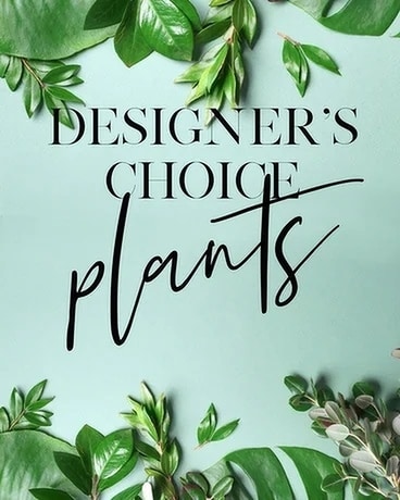 Designer's Choice Green Plants Plant
