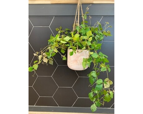 Hanging Grape Ivy Plant