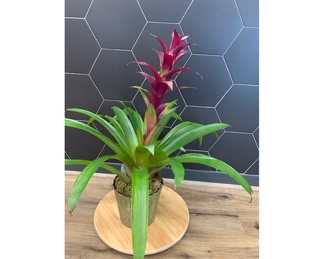 6 Inch Bromeliad Plant