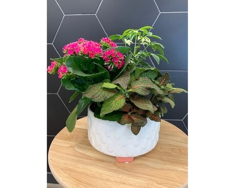 Valentines Blooming planter Plant