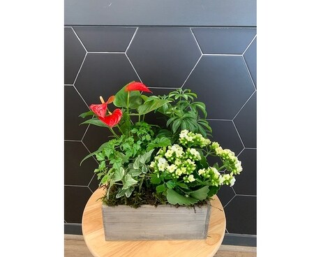 Deluxe Blooming Garden Plant